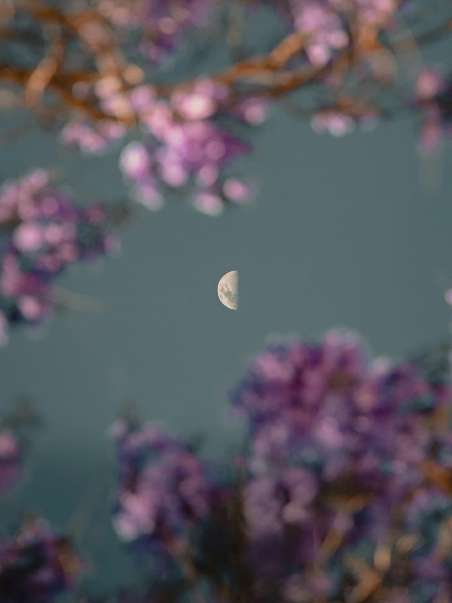 Mond hinter Ästen mit Blüten Mond hinter Ästen mit Blüten